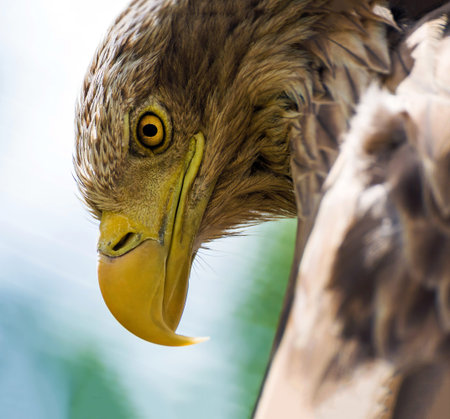 The head of an eagle