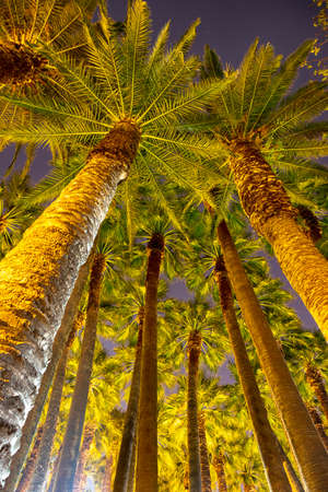 a nice background of a plam trees / dates fild at nightの写真素材