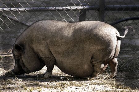Pot Bellied Pigの写真素材