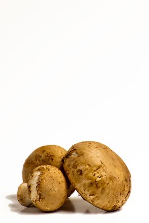 Three brown mushrooms isolated on whiteの写真素材