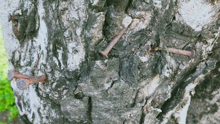Rusty nails on a treeの写真素材