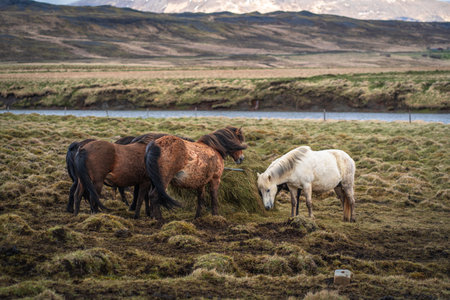 Icelandic horses grazing in a meadow near a lake.の写真素材