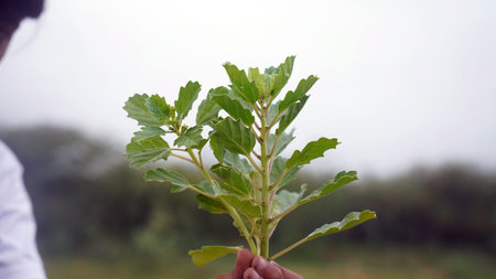 Close-up of a young plant in the hands of a woman