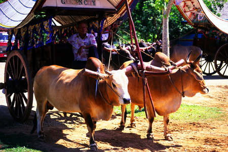 Bullock Cart, Malacca, Malaysia.のeditorial素材