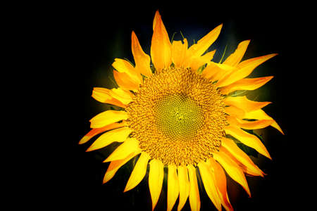 deep effect sunflower facing the sunの写真素材