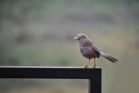 closeup of a House sparrow standing on a steel rod.の写真素材
