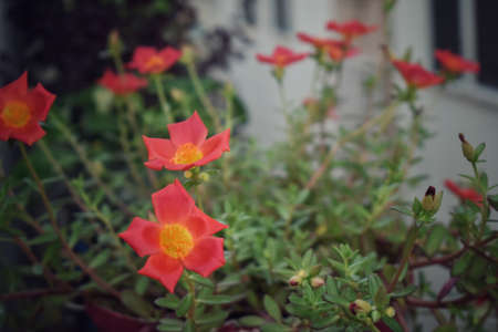 Salmon color Portulaca grandiflora flower. Common names this flower: eleven o'clock, Mexican rose,grass plant, moss rose, sun rose. green Gray Background,india.の写真素材