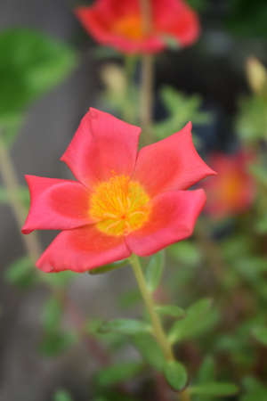 Salmon color Portulaca grandiflora flower. Common names this flower: eleven o'clock, Mexican rose,grass plant, moss rose, sun rose. green Gray Background,india.の写真素材