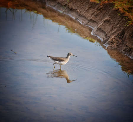 birds flying in a lakeの写真素材