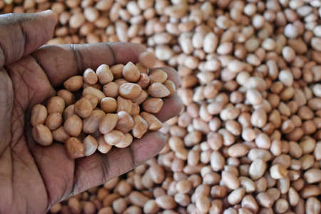 healthy eating, dieting, vegetarian food and people concept - close up of woman hands holding peeled peanuts at homeの写真素材