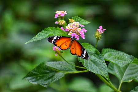 Beautiful orange yellow butterfly in flight and branch of flowering apricot tree in spring at Sunrise on light green and violet background macro. Elegant artistic image nature. Banner format, copy space.の写真素材