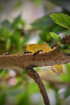 black ants are looking for food on green branches. Work ants are walking on the branches to protect the nest in the forestの写真素材