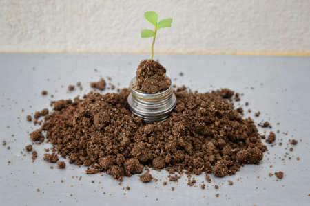Growing Money - Plant On Coins - Finance And Investment Concept, india.の写真素材