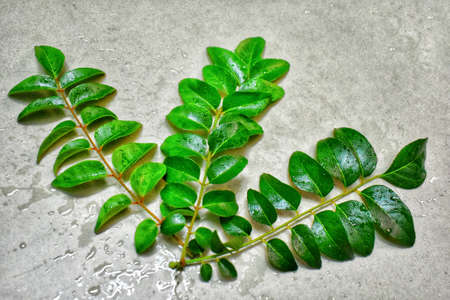 Fresh Curry leaves still life on dark moody backgroundの写真素材