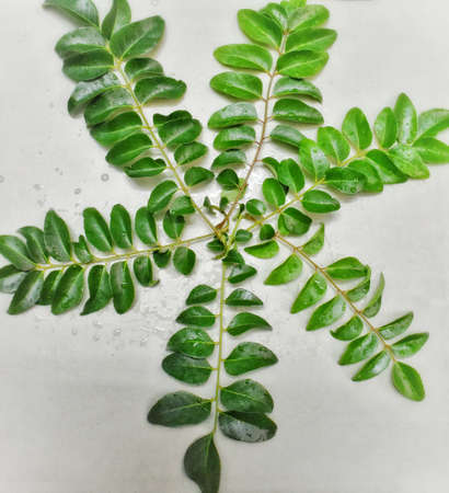 Fresh Curry leaves still life on dark moody backgroundの写真素材