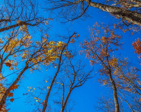 Last of the Fall leaves touching the sky, ON, Canadaの写真素材