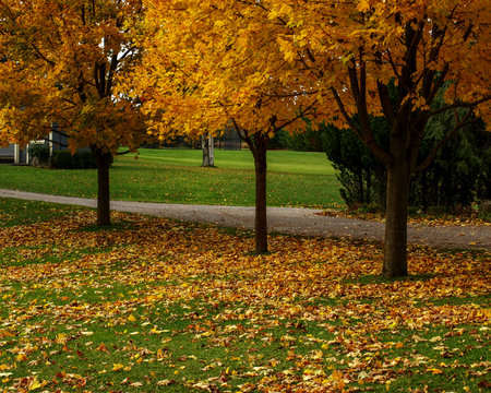 Fall in Ontario is the most beautiful time of the year. Golden and red leaves decorate the landscape
