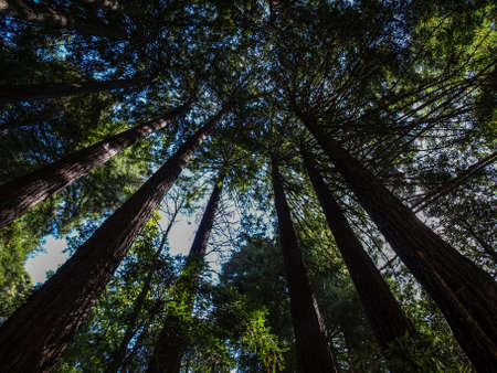 Giant California trees near Santa Crux, CA, USAの写真素材