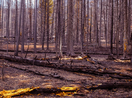 Grand Teton forest burnt by a forest fireの写真素材