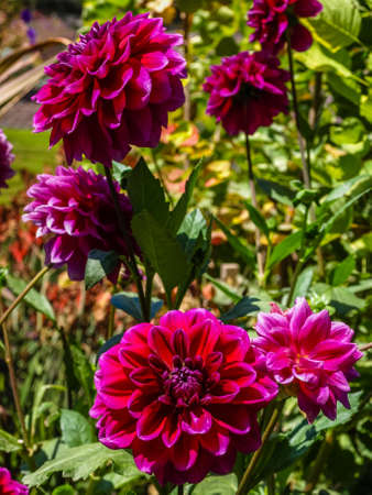 Flowers from a California botanical parkの写真素材