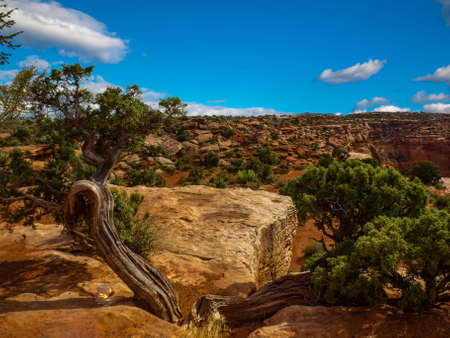 Trees that manage to find their way through the rocks, Canyonlands National Park, Utah, USAの写真素材