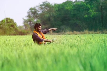 Indian farmer holding crop plant in his Wheat fieldの写真素材
