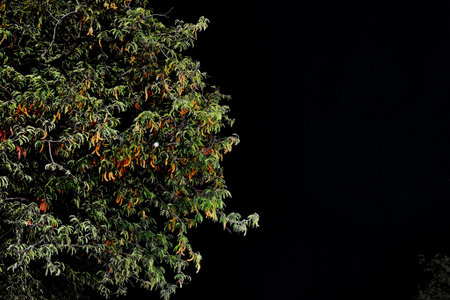Snap of a tree taken at the time of night.の写真素材