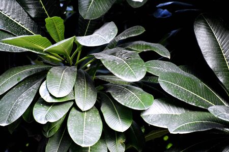 Beauty of Nature Snap of Green leaveの写真素材