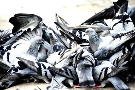 A Group of Pigeons on my groundの写真素材