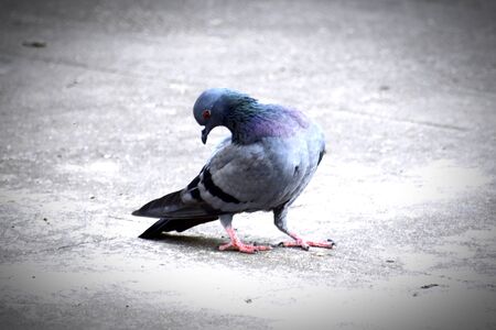 A Group of Pigeons on my groundの写真素材