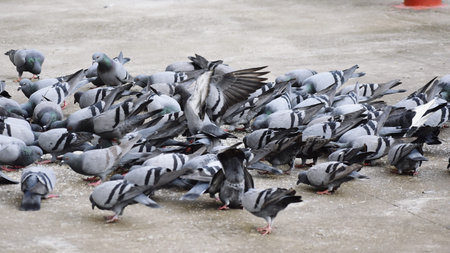 A Group of Pigeons on my groundの写真素材