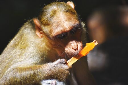 A Monkey is eating somethingの写真素材
