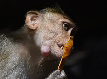 A Monkey is eating something