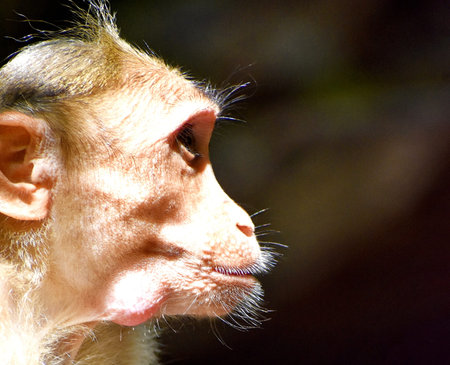 A Monkey is eating something