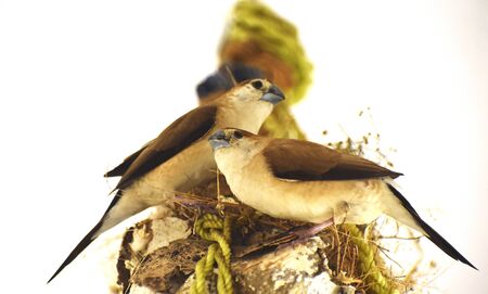 Two birds in their nest.の写真素材