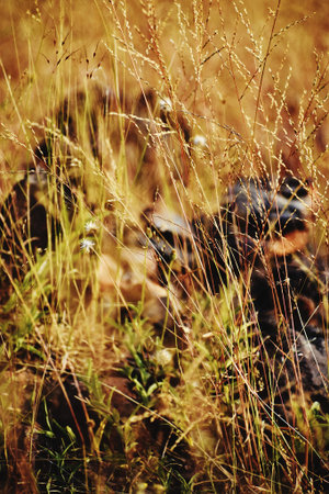 Snap of Grass