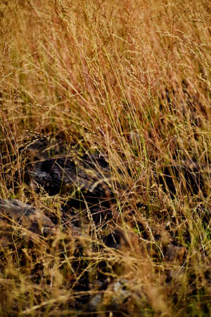 Snap of Grassの写真素材