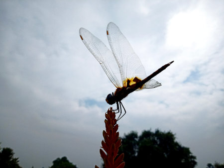 Dragonfly