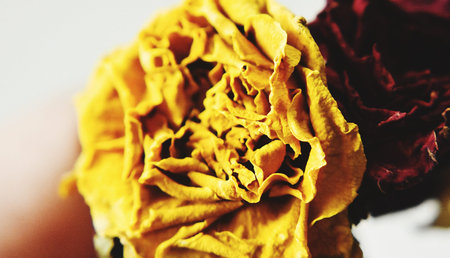 Yellow Rose