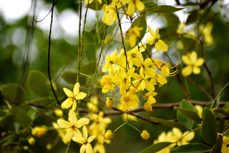 Bunch of fresh yellow flowers