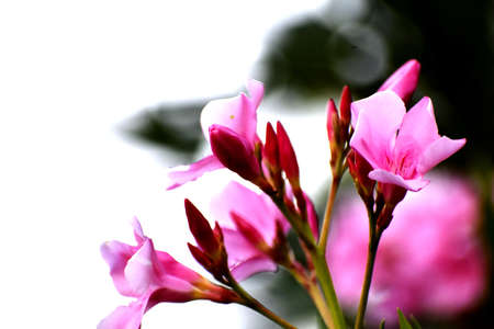 Beautiful Pink Flowers and its Plantの写真素材