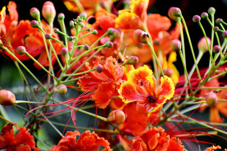 Closeup of Saffron and Yellow Flower