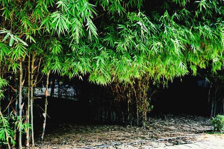 Bamboo trees in my Gardenの写真素材
