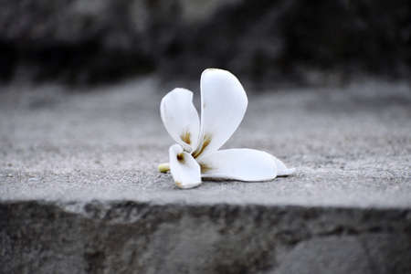 Snap of a flowerの写真素材