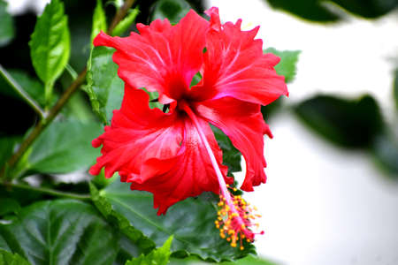 Snap of a flowerの写真素材