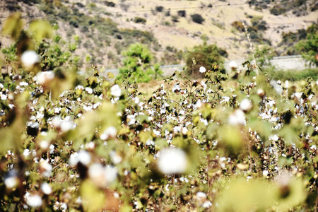 Cotton Plantation Field in Gran Canaria, Canary Islands, Spainの写真素材