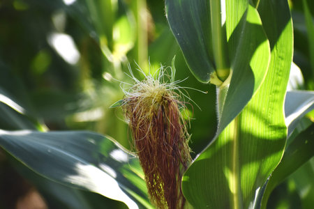 Cultivation of corn
