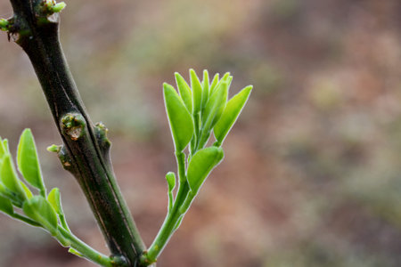 Young green leaves on a branch in spring. Shallow depth of field.