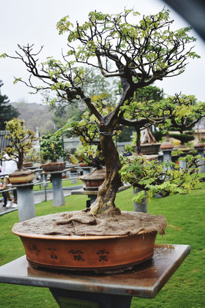Bonsai tree in a pot in the park, Thailand.