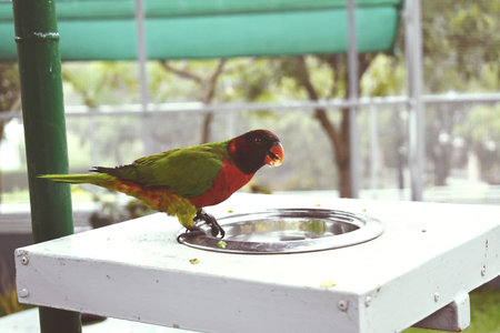 Rainbow Lorikeet on the feeder.